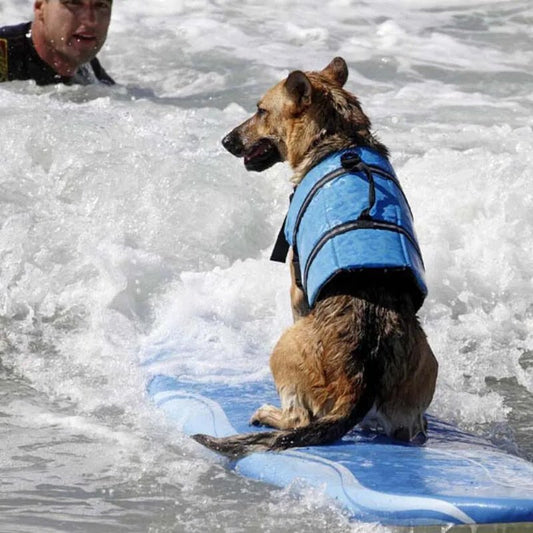 un-chien-berger-allemand-avec-gilet-de-sauvetage-bleu-sur-une-planche-a-pagaie