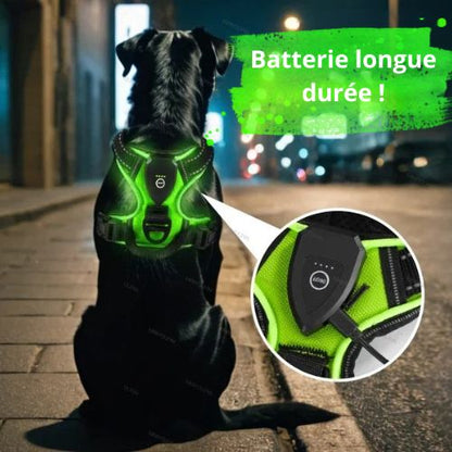 harnais chien lumineux batterie longue duree