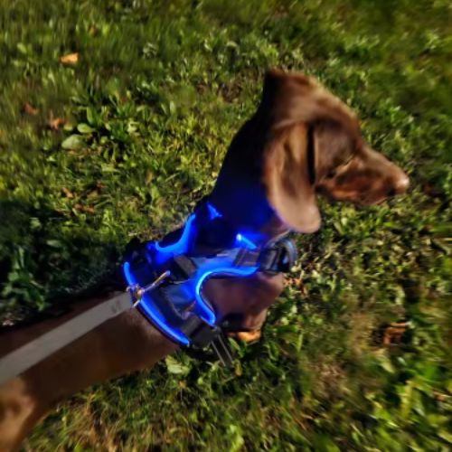 Harnais LED Pour Chien Rechargeable USB - Taille M - Vert - Réfléchissant Et Ajustable