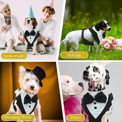 Chien petit a grand portant harnais tuxedo pour différentes occasions chic