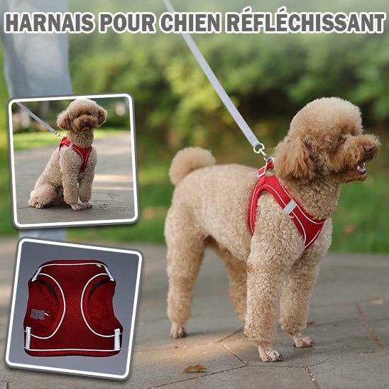 Harnais Petit Chien - avec Laisse - PuppyDog Zone