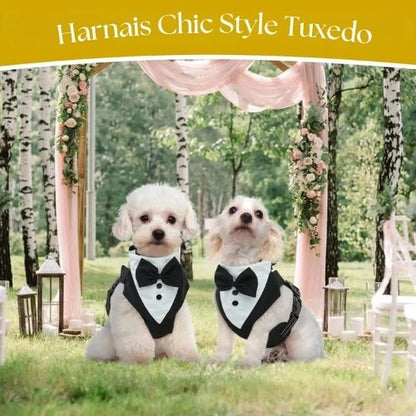 Deux petits chien blanc portant un harnais tuxedo pour mariage
