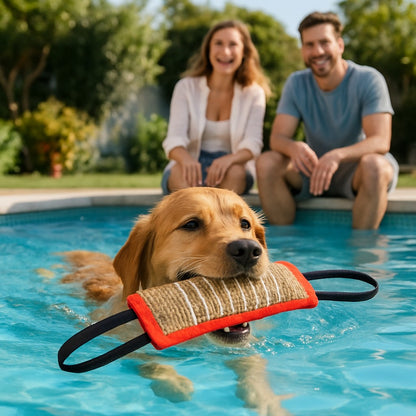 Chien Golden Retriever nage dans piscine familiale avec son jouet pour chien