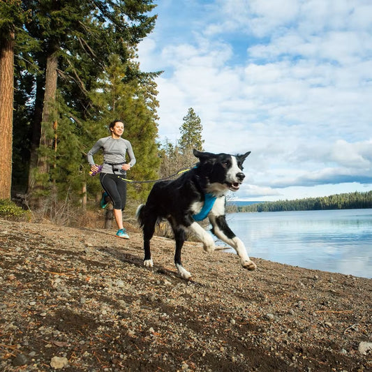 Laisse pour Chien | Mains Libres