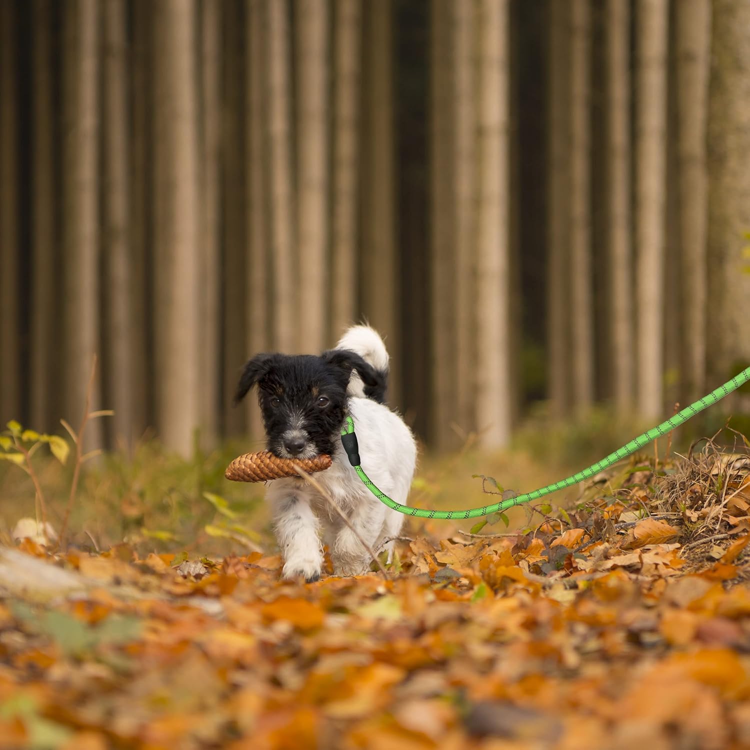 Laisse pour chien | Tresse Réfléchissante™ - PuppyDog Zone