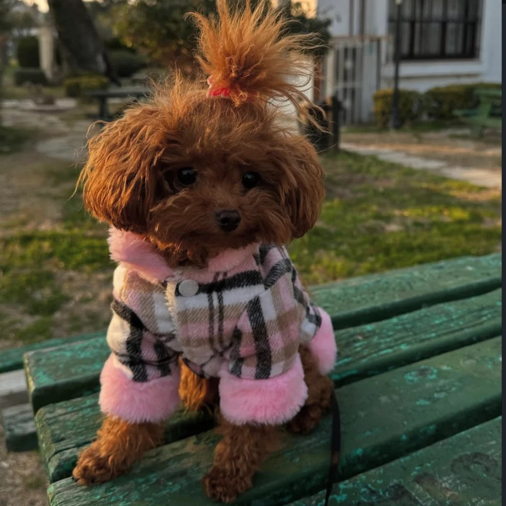 Petit caniche brun assis avec son manteau pour chien à carreaux et fourrure rose