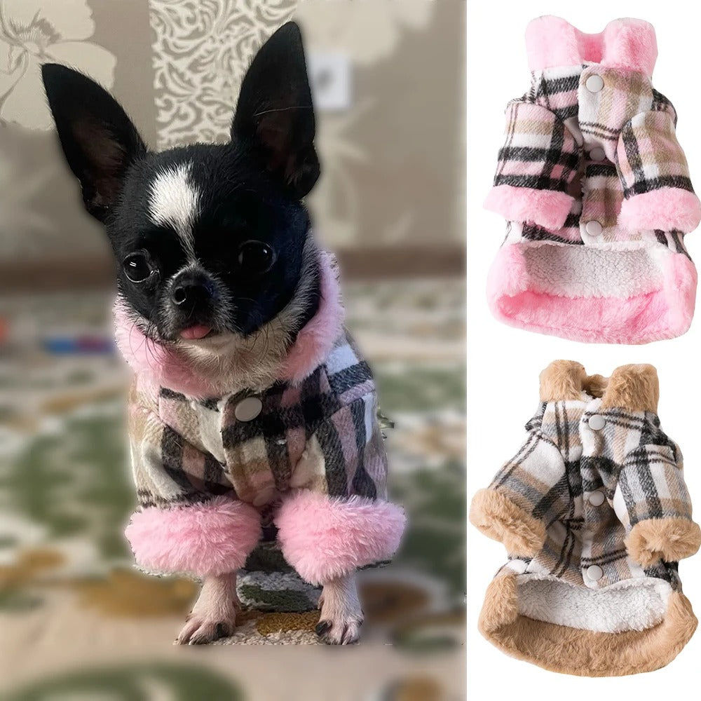 Mignon petit chihuahua portant un manteau pour chien à carreau écossait