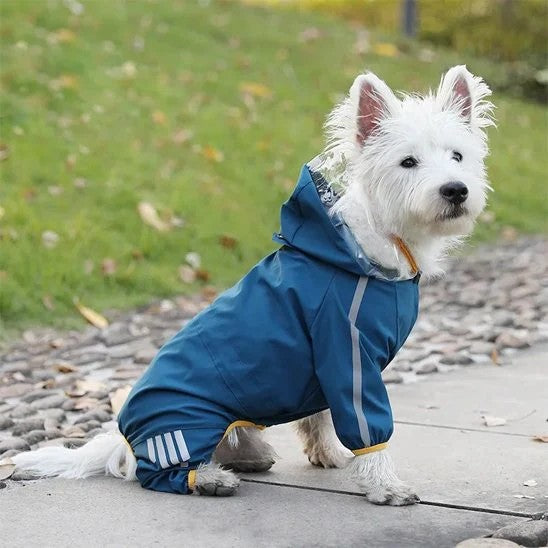 Chien moyen portant un manteau imperméable bleu avec capuchon