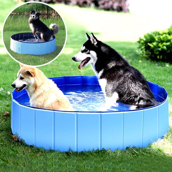 chien-husky-avec-malamute-dans-piscine-rafraichissement-été
