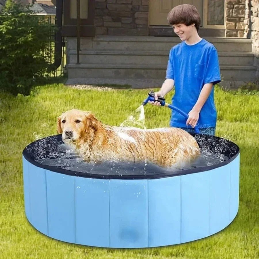 chien-golden-retriever-dans-piscine-rafraichissement-ete
