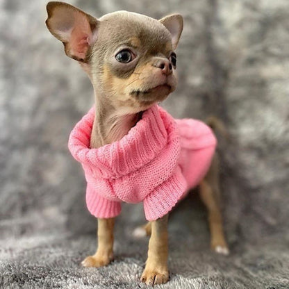 Petit chihuaha avec pull à col roulé en tricot rose