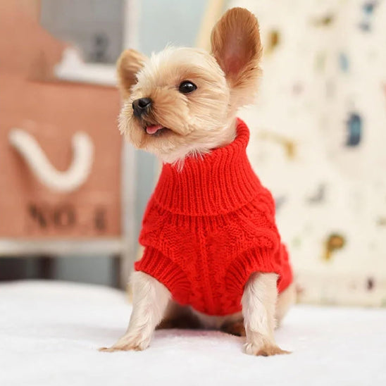 Chien yorkshire avec un pull pour chien en tricot rouge