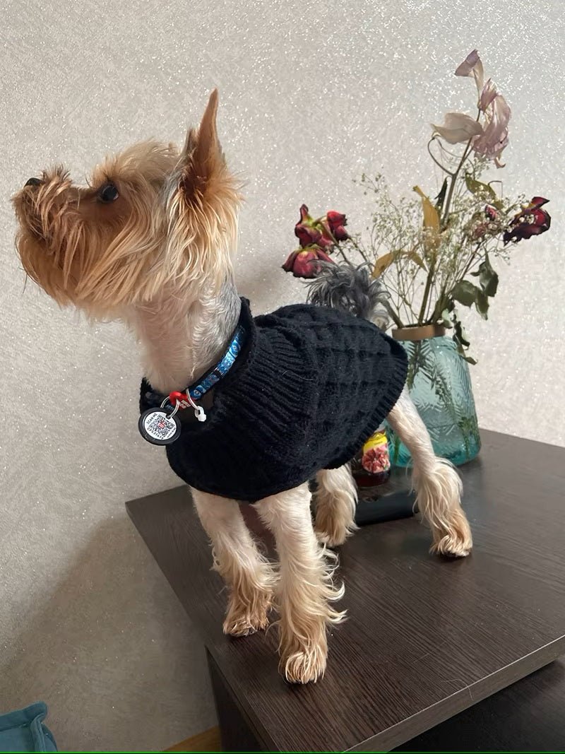 Chien avec pull en tricot noir