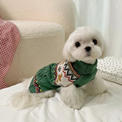 Petit Bichon Maltais avec Pull pour Chien de Noël vert